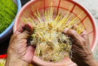 Mạch Nha Quảng Ngãi: Vị Ngọt Của Quê Hương, Giữ Vẹn Tình Người Xa Xứ